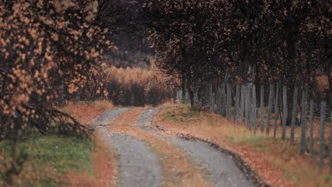 The-narrow-dirt-road-runs-through-the-autumn-landscape