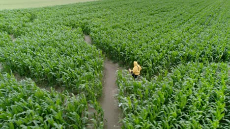 Young-man-running-in-a-yellow-jacket-in-the-middle-of-a-corn-maze-looking-for-the-right-way-out-to-escape-himself