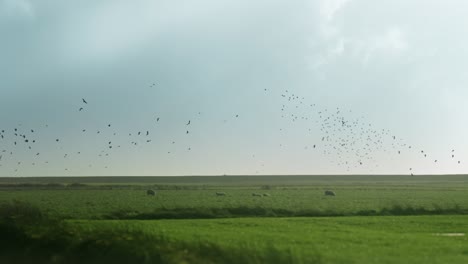 A-flock-of-small-birds-flies-in-the-stormy-sky