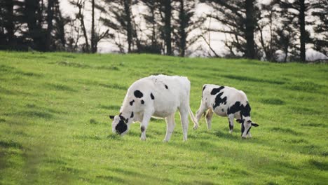 Zwei-Schwarz-weiße-Kühe-Grasen-Auf-Einer-Saftig-Grünen-Weide