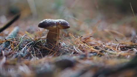 A-close-up-shot-of-the-Porcini-mushroom-on-the-forest-floor