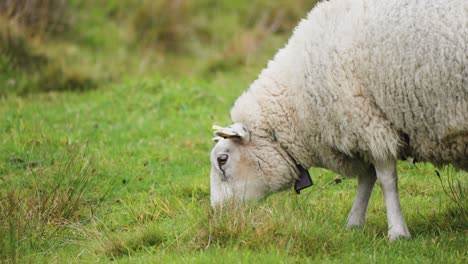 Ein-Wolliges-Schaf,-Das-Auf-Dem-Sattgrünen-Feld-Weidet