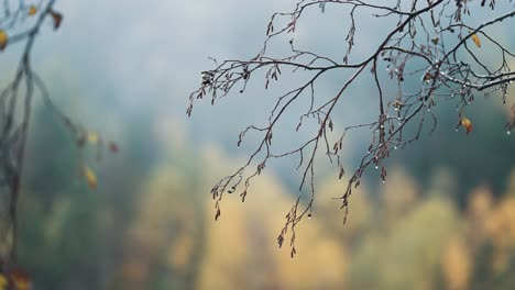 A-close-up-of-the-thin-delicate-branches-coved-with-raindrops