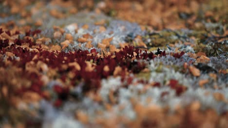 A-close-up-of-the-colorful-vegetation-covering-the-ground-in-the-Norwegian-tundra