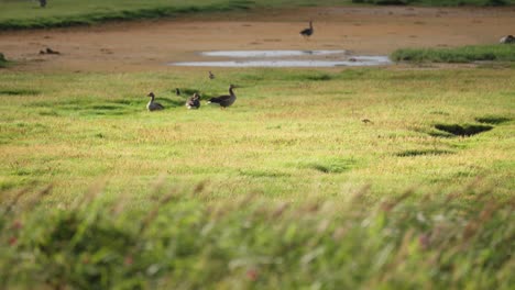 A-flock-of-wild-geese-on-the-lush-green-meadow-on-the-northern-coast