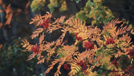 A-close-up-of-the-rowan-tree-in-the-autumn-forest