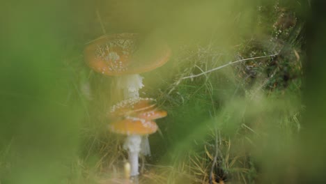 Eine-Nahaufnahme-Der-Rot-Gesprenkelten-Pilze-Auf-Dem-Waldboden