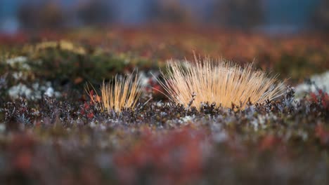 A-ground-level-close-up-of-the-colorful-lichen-and-moss-covering-the-ground-in-the-Norwegian-tundra