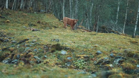 A-cute-Highlander-calf-is-grazing-on-a-rocky-field,-looking-around-with-curiosity