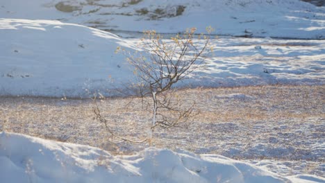 A-solitary-birch-tree-in-the-snow-covered-northern-landscape