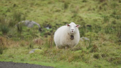 Ein-Weißes,-Wolliges-Schaf,-Das-Auf-Dem-üppig-Grünen-Feld-Weidet
