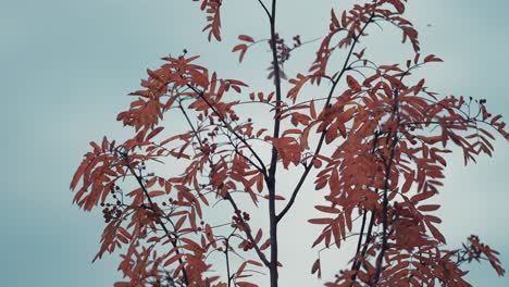 A-close-up-of-the-rowan-tree-against-the-grey-sky