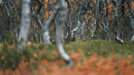 Ground-level-view-of-the-twisted-dwarf-birch-trees-covered-with-colorful-leaves