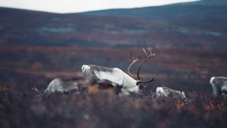 A-closeup-of-the-herd-of-reindeer-grazing-in-the-autumn-tundra