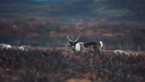 A-close-up-of-the-reindeer-herd-grazing-in-the-autumn-tundra