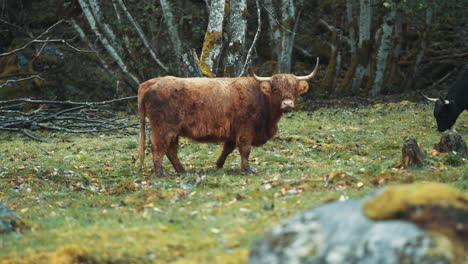 A-long-haired-Highlander-cow-stands-still-in-a-rocky-field-looking-with-curiosity