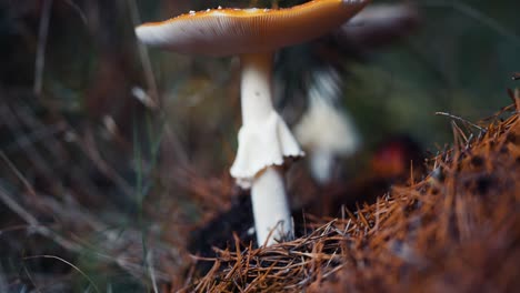 A-close-up-shot-of-the-fly-agaric-mushroom-on-the-forest-floor