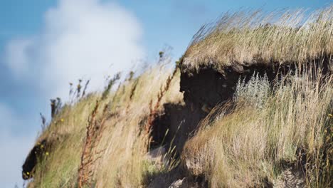 Wind-sways-the-tall-grass-on-the-coastal-dunes