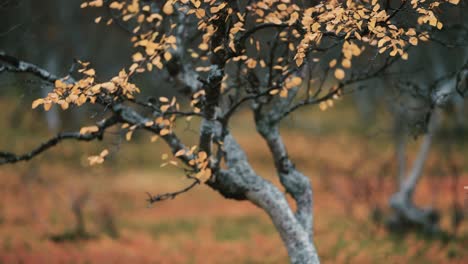 A-close-up-of-the-twisted-and-gnarled-branches-of-the-dwarf-birch-tree