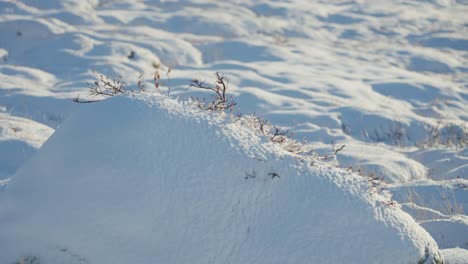 A-close-up-shot-of-the-snow-covered-landscape