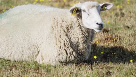 Eine-Nahaufnahme-Der-Weißen-Wolligen-Schafe,-Die-Auf-Der-Wiese-Liegen-Und-Gras-Kauen
