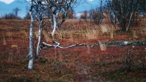 Autumn-tundra-landscape---dwarf-birch-trees-covered-with-colorful-leaves