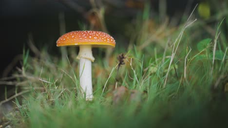 A-close-up-shot-of-the-fly-agaric-mushroom-in-the-forest-undergrowth