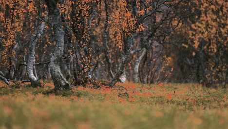 Herbst-Tundra---Verdrehte-Zwergbirken,-Die-Mit-Bunten-Blättern-Bedeckt-Sind