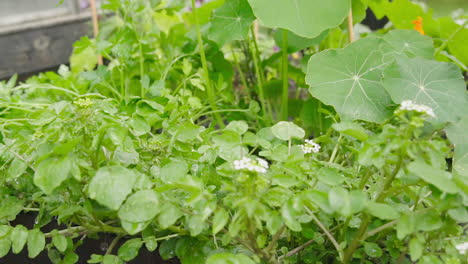 Watering-parsley-and-Nasturtiums-in-the-flower-bed-in-garden-in-slow-motion-close-up