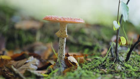 Eine-Nahaufnahme-Des-Pilzes-Amanita-Muscaria-Auf-Dem-Waldboden