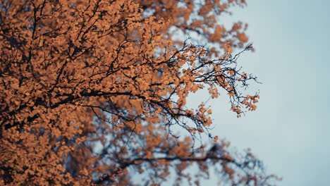 Eine-Nahaufnahme-Von-Bunten-Gelben-Blättern-Der-Birke-Auf-Den-Zarten-Dünnen-Zweigen-Gegen-Den-Blauen-Himmel