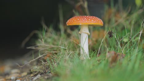 A-macro-shot-of-the-red-speckled-mushroom-on-the-forest-floor