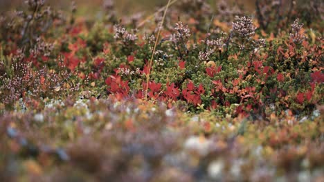 A-close-up-of-the-colorful-lichen,-moss,-and-heather-covering-the-ground-in-the-Norwegian-tundra