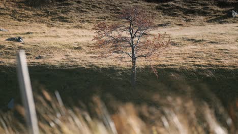 A-solitary-tree-in-the-sunlit-field
