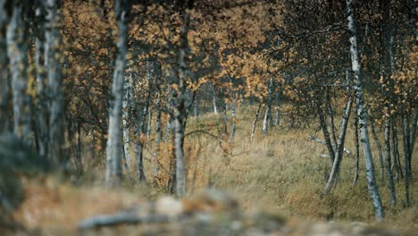 Herbstblätter-Fallen,-Wiegen-Sich-Im-Wind-Im-Birkenhain