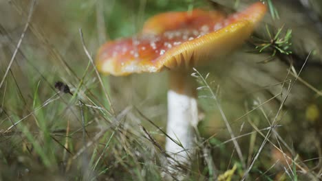 A-close-up-shot-of-the-red-capped-speckled-mushroom-on-the-forest-floor