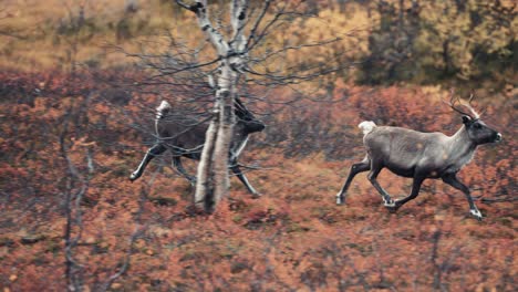 Two-reindeer,-mother-and-her-calf-running-through-the-autumn-tundra