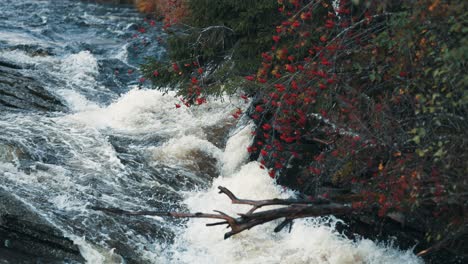 A-leafless-rowan-tree-with-bright-red-berries-above-the-wild-river