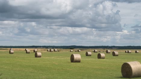 Hay-bales-are-neatly-arranged-on-the-field