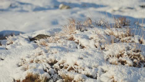 A-close-up-shot-of-the-snow-covered-landscape