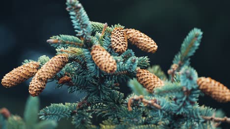 A-close-up-shot-of-the-branches-of-the-young-pine-tree