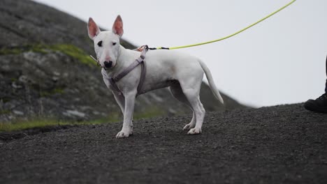 A-white-miniature-bull-terrier-puppy-in-a-cute-pink-harness-stands-next-to-her-human