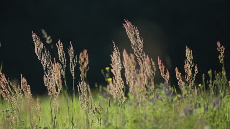 A-close-up-shot-of-the-lush-meadow