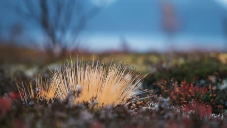A-close-up-of-the-colorful-lichen-and-moss-covering-the-ground-in-the-Norwegian-tundra