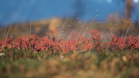 A-close-up-ground-level-view-of-the-colorful-undergrowth-in-the-autumn-tundra