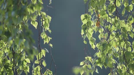 Eine-Nahaufnahme-Von-üppig-Grünen-Birkenblättern-Auf-Den-Zarten-Ästen,-Die-Sich-Im-Wind-Auf-Dem-Verschwommenen-Hintergrund-Wiegen