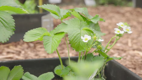Strawberry-plant-growing-in-the-plant-bed-in-the-garden-with-flowers