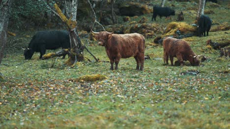 Eine-Herde-Der-Flauschigen-Highlander-Kühe,-Die-Auf-Einem-Felsigen-Feld-Weiden