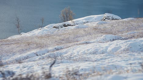 Snow-covered-northern-landscape-on-the-bank-of-the-lake