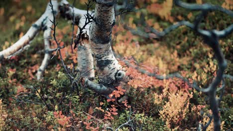 A-close-up-of-the-gnarled-and-twisted-trunk-of-the-dwarf-birch-tree